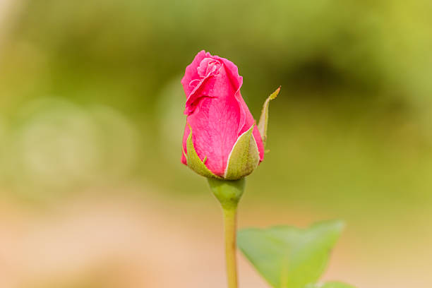 istock fresh roses in natural background in garden 636263450