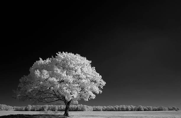 istock Infrared Tree in Field under Very Dark Sky 636264054
