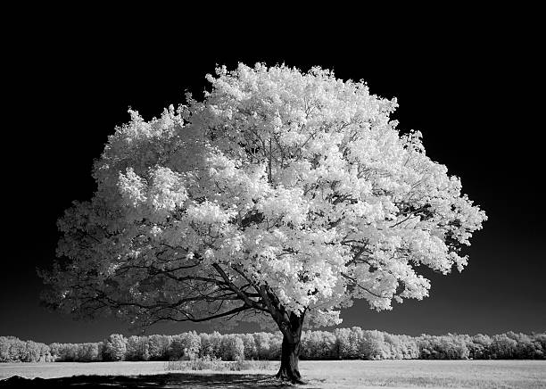 árvore em campo-preto e branco - tree single object remote landscape - fotografias e filmes do acervo