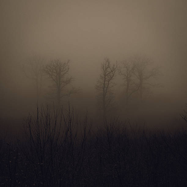 istock dark foggy forest 636265322