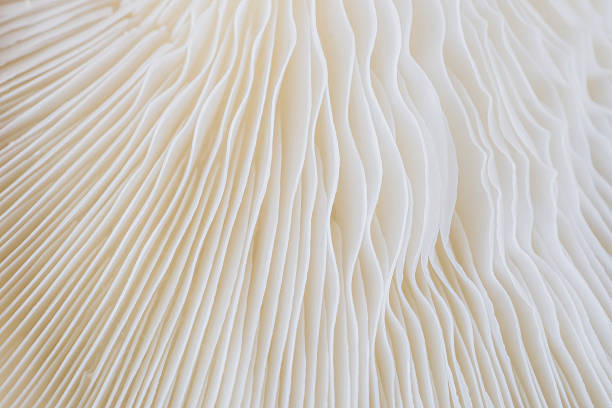 istock abstract background macro of Sajor-caju Mushroom 636266710