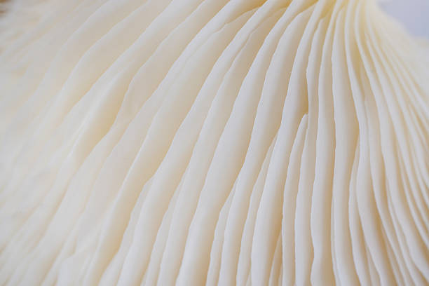 istock abstract background macro of Sajor-caju Mushroom 636266846