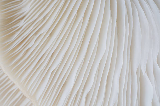 istock abstract background macro of Sajor-caju Mushroom 636266898