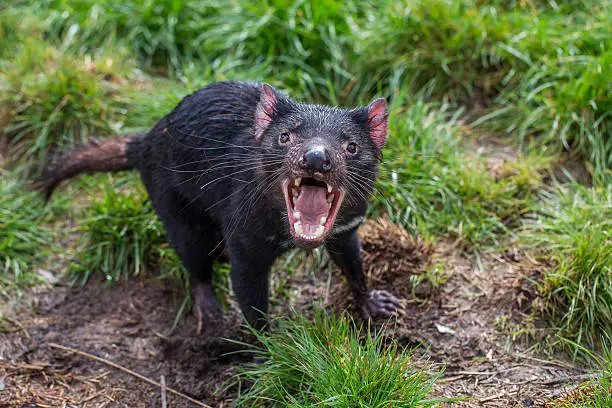 Tasmanian devil (Sarcophilus harrisii) acting aggressive with mouth wide open, teeth and tongue visible
