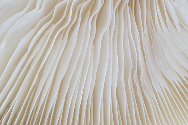 istock abstract background macro of Sajor-caju Mushroom 636266948