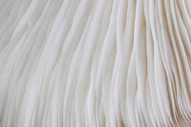 istock abstract background macro of Sajor-caju Mushroom 636267050