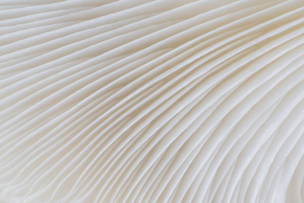 istock abstract background macro of Sajor-caju Mushroom 636267156