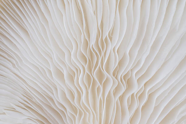 istock abstract background macro of Sajor-caju Mushroom 636267272