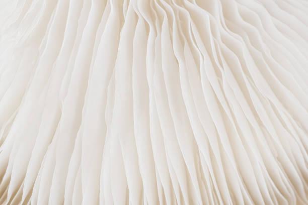 istock abstract background macro of Sajor-caju Mushroom 636267386