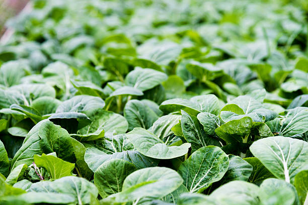 istock Green bok choy in farm 636267396