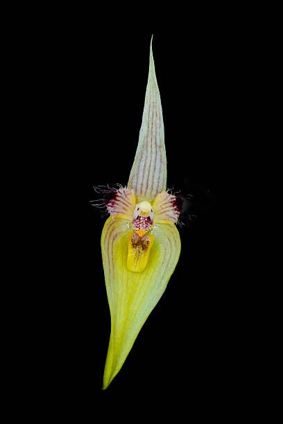 istock Bulbophyllum blepharistes Rchb. f. 636267930