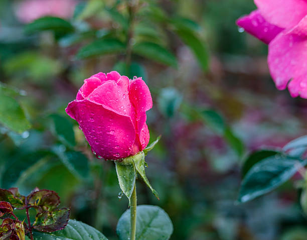 istock fresh roses in natural background in garden 636268228