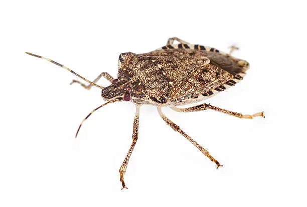 stink bug isolated over white