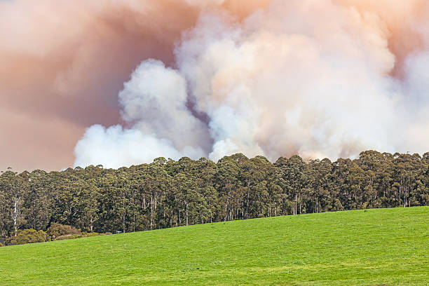 incendio boschivo in australia - backwoods foto e immagini stock