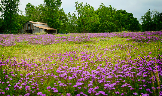 Campo de flores silvestres de Texas con granero viejo photo