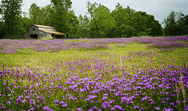 texas wildflower field with old barn - leste imagens e fotografias de stock