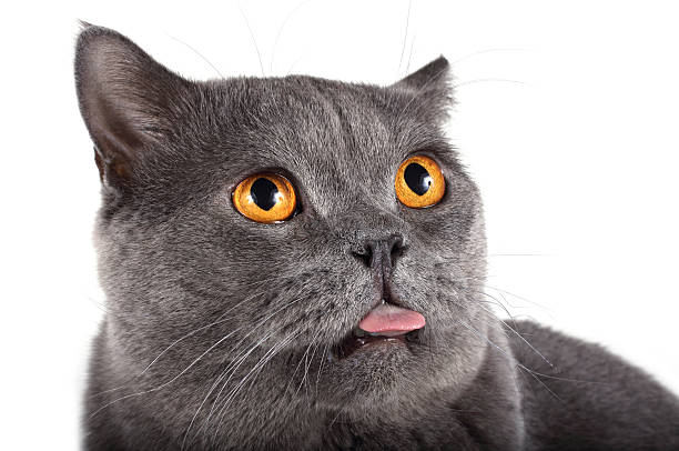 istock Funny British cat is showing his tongue 636272196
