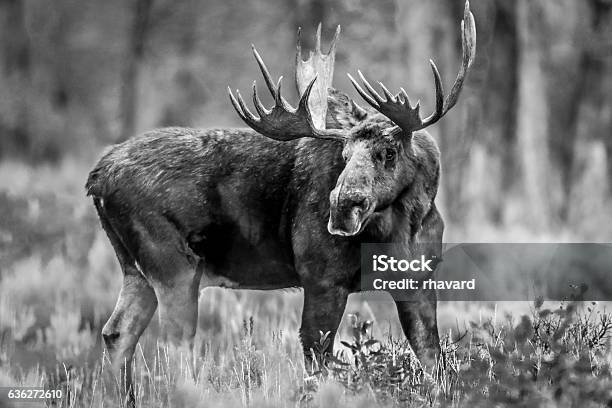 Photo libre de droit de Big Fella banque d'images et plus d'images libres de droit de Orignal mâle - Orignal mâle, Élan, Animaux à l'état sauvage