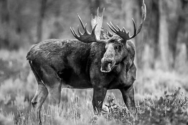 Big Fella Bull moose getting ready for rut in Grand Teton National Park  bull moose stock pictures, royalty-free photos & images