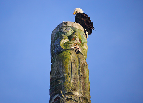 An adult eagle has found a peaceful and comforting resting place on a totem pole carved by a Canadian Native Indian. 
