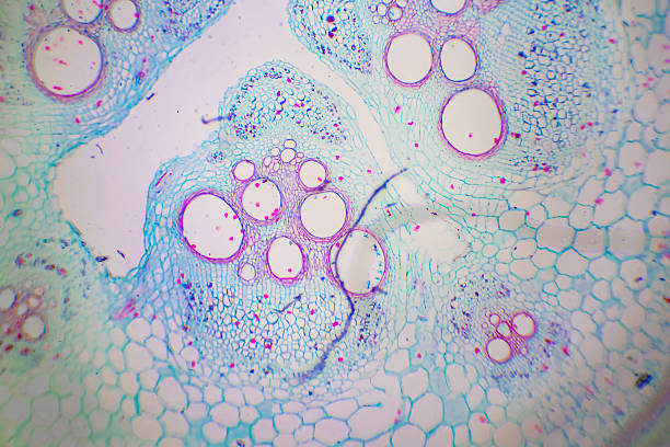 microscopic image of nymphaea of aqustio stem - small plant cell high scale magnification cell imagens e fotografias de stock