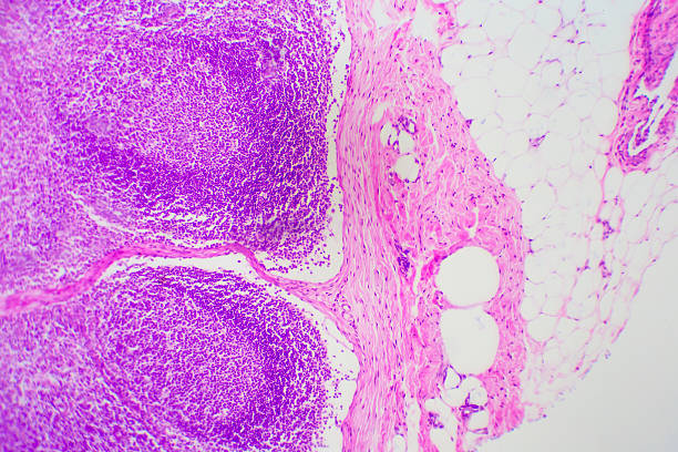 microscopic image of dog stomach cardiac region - small plant cell high scale magnification cell imagens e fotografias de stock