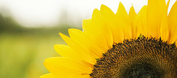 istock Sunflowers in a field in the afternoon. 636274838