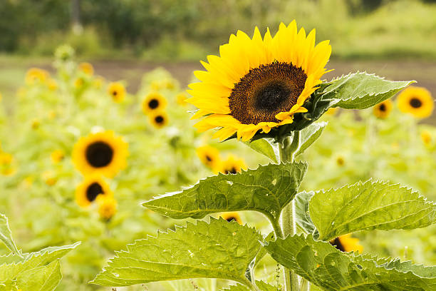istock Sunflowers in a field in the afternoon. 636274908