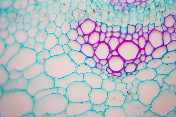 microscopic image of cucurbita - small plant cell high scale magnification cell imagens e fotografias de stock