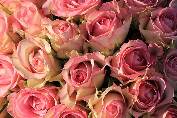istock Pink roses wedding bouquet 636275182