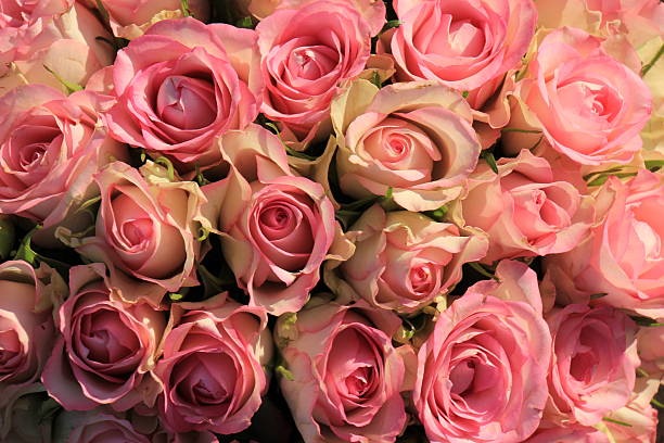 istock Pink roses wedding bouquet 636275790