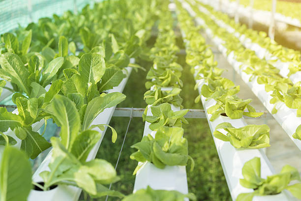 Hydroponic farm, concept food for healthy Hydroponic farm, concept food for healthy aquaponics photos stock pictures, royalty-free photos & images