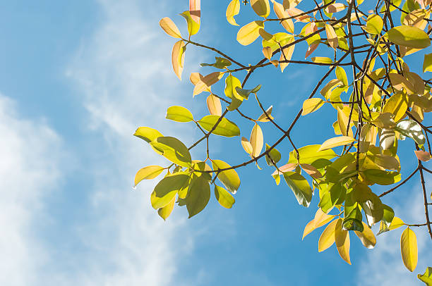 istock the green and yellow leaves or leaf with sunshine 636277034