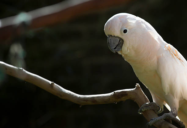istock Salmon-Crested Cockatoo 636277648