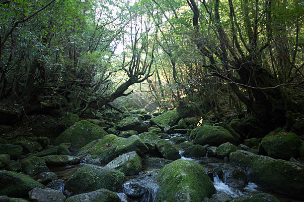 istock Mountain stream in Moss forest, Yakushima in Japan 636277846