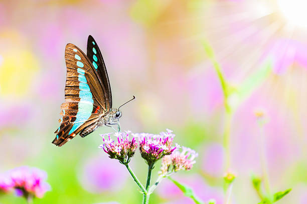 istock Closeup butterfly on flower with sunlight, The Common Bluebottle 636278474