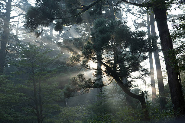 Sunbeam entering Primeval forest in Yakushima, Japan stock photo