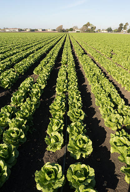 istock Urban Crop Field Perfect Green Produce Leaf Lettuce 636279092