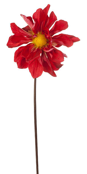 istock dahlia flower isolated 636283002