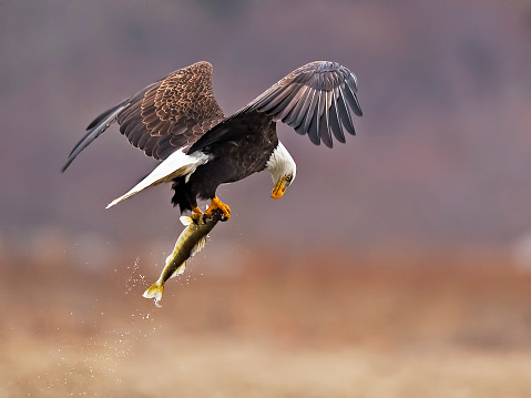 Bald Eagle perching on a branch, Delta, BC, Canada