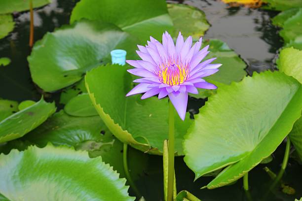 istock Lotus lilly purple on water  beautiful, selective focus and soft 636283460