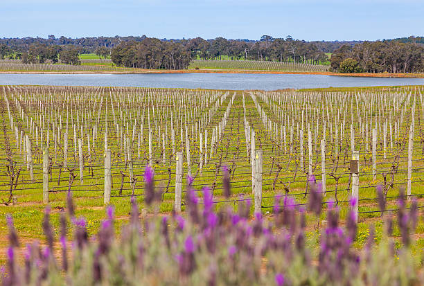 viñedos de margaret river - margaret river fotografías e imágenes de stock