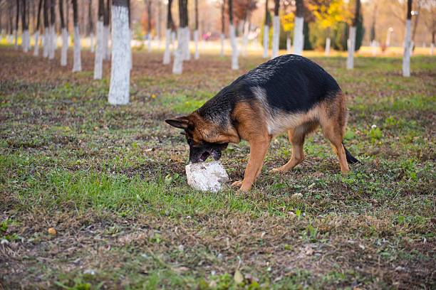 The German shepherd dog eating stone.