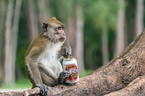 Hat Chao Mai, Thailand - November 10, 2015: A crab-eating macaque specie Macaca fascicularis family of Cercopithecidae playing with a Thai beer can label Leo in Hat Chao Mai national park in Thailand