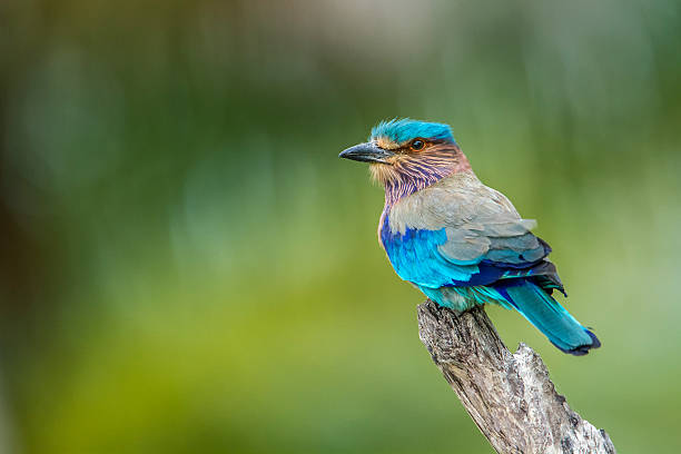 specie Coracias benghalensis  family of Coraciidae