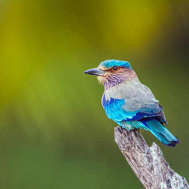 istock Indian roller in Kalpitiya, Sri Lanka 636288534