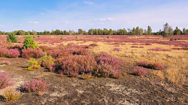 istock Heath landscape with flowering Heather 636289862