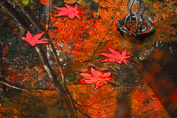 acuarela de hojas otoñal y hojas caídas flotando en el agua - japanese maple autumn leaf tree fotografías e imágenes de stock