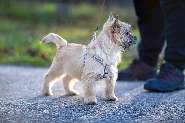 istock The four month old puppy Cairn Terrier 636295350