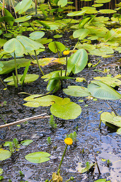 istock Yellow water flowers (Nuphar Lutea) 636295420